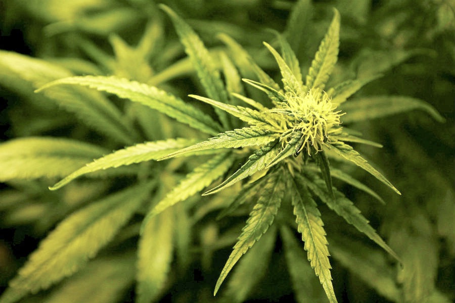 Cannabis prescribing ‘tightly controlled process’, says clinic