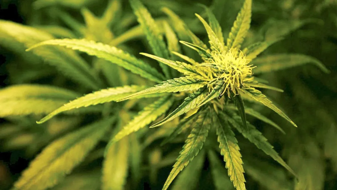 A States-run survey revealed that nearly 80% of people who admitted using cannabis over the past year were doing so without a prescription.