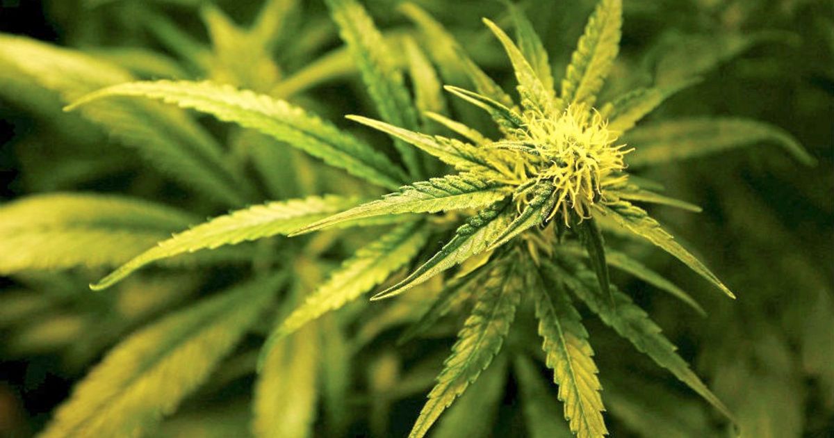 Cannabis prescribing ‘tightly controlled process’, says clinic