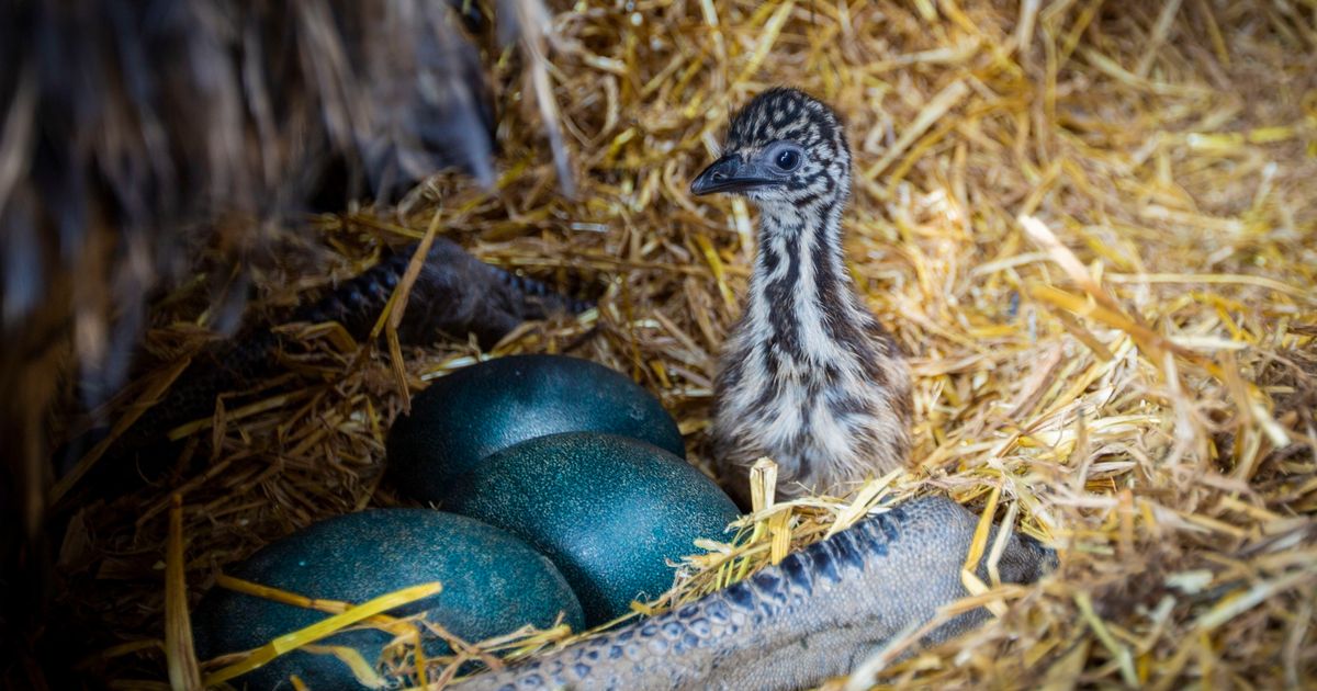 Accidental Zoo welcomes first hatched baby emu in the island