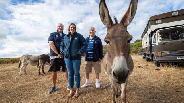 Donkeys set to race at Saumarez Park today