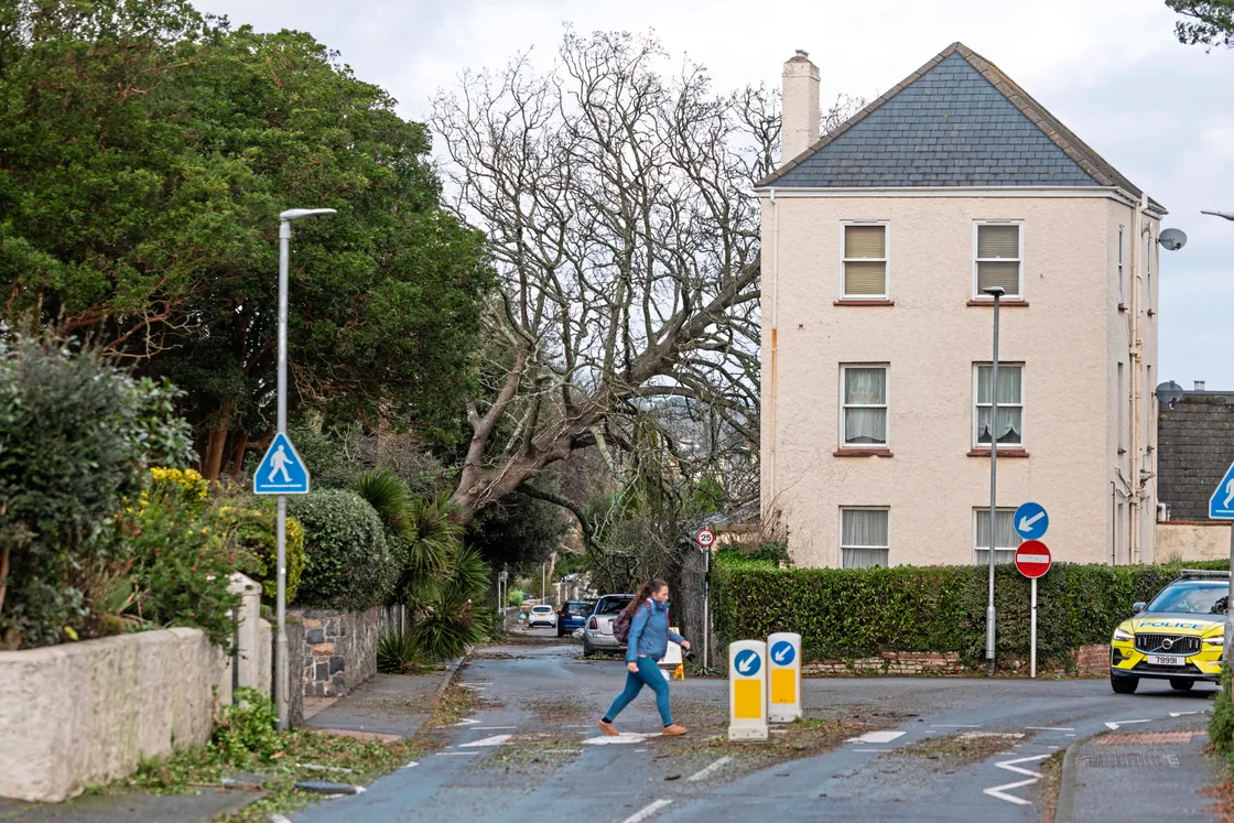 This tree at Amherst ended up on the roof of the house opposite