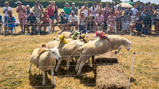 More than 2,000 attend Sark sheep racing