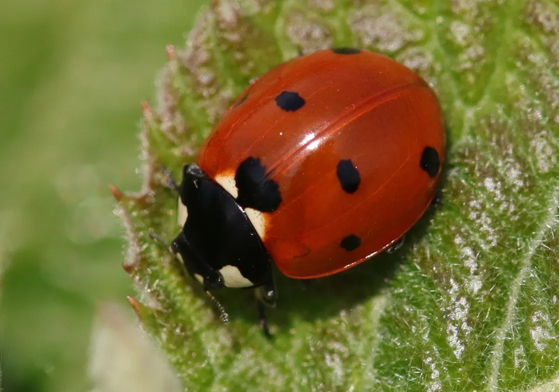 Seven-spot ladybird