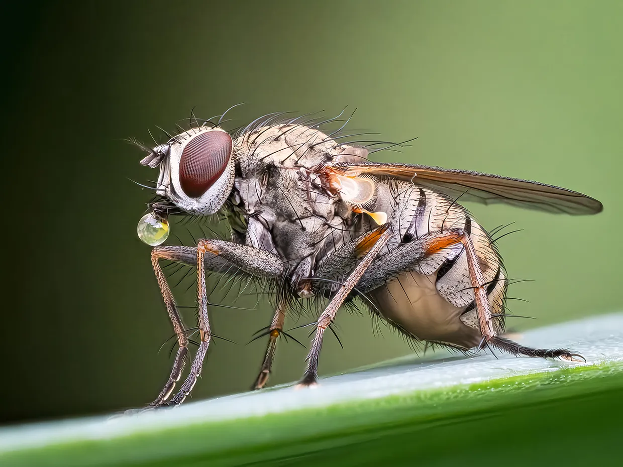 Compound lens