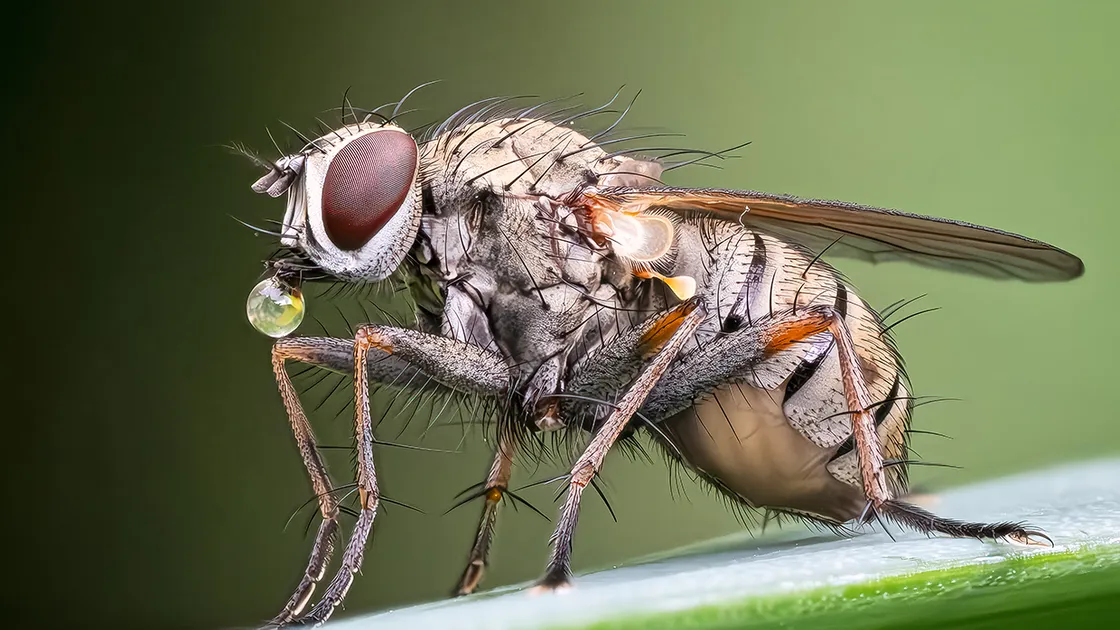 Fly, Regurgitating