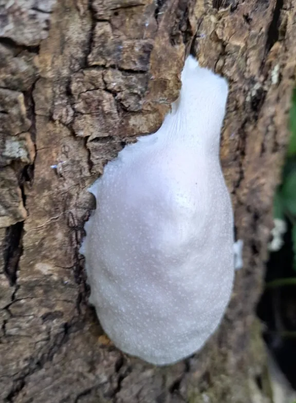 Enteridium lycoperdon, also known as moon poo