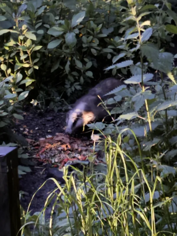 A close encounter with one of the local residents