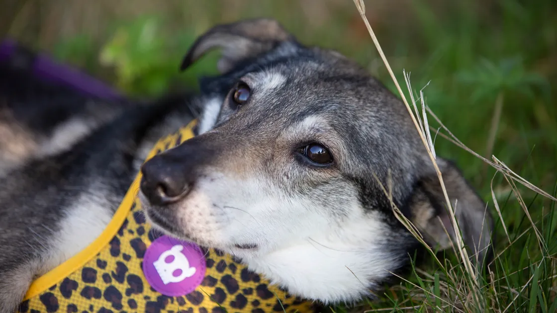 Cold and hungry, but runaway rescue dog Dora has been reunited with Tracey Gallienne, who runs an animal rescue charity, after going missing on 13 January.  (30424278)