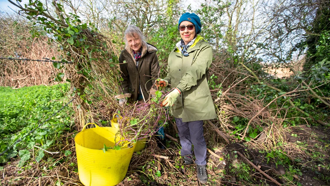 Guernsey Conservation Volunteers Ann Robilliard, left, and Coral Lines have been helping to remove cape ivy around the Rue des Bergers nature reserve. (Picture by Luke Le Prevost, 30531700)