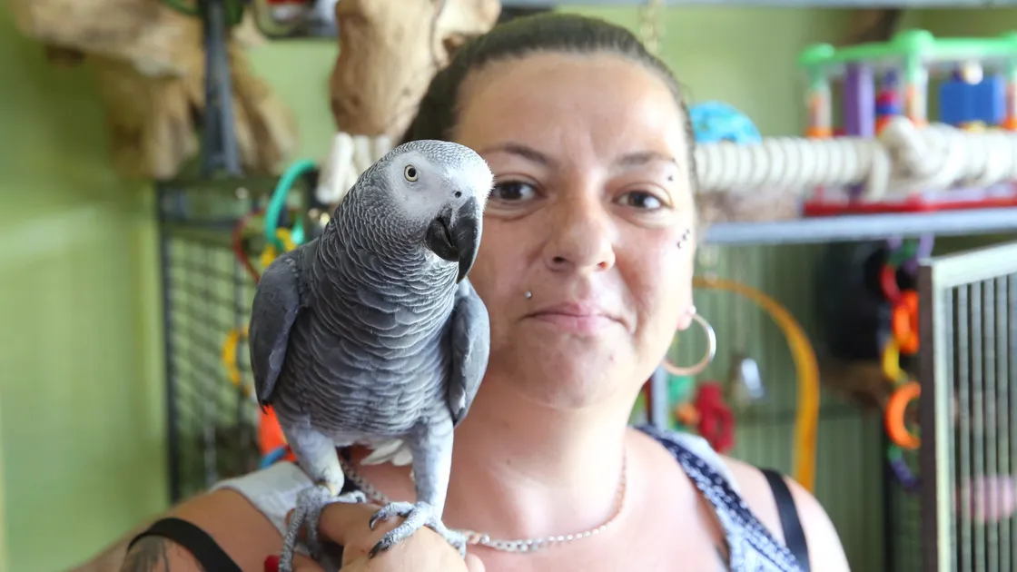 Kimberley Fletcher with one of her parrots named Winston who looks like missing parrot Twinkle. (Picture by Adrian Miller, 25173544)