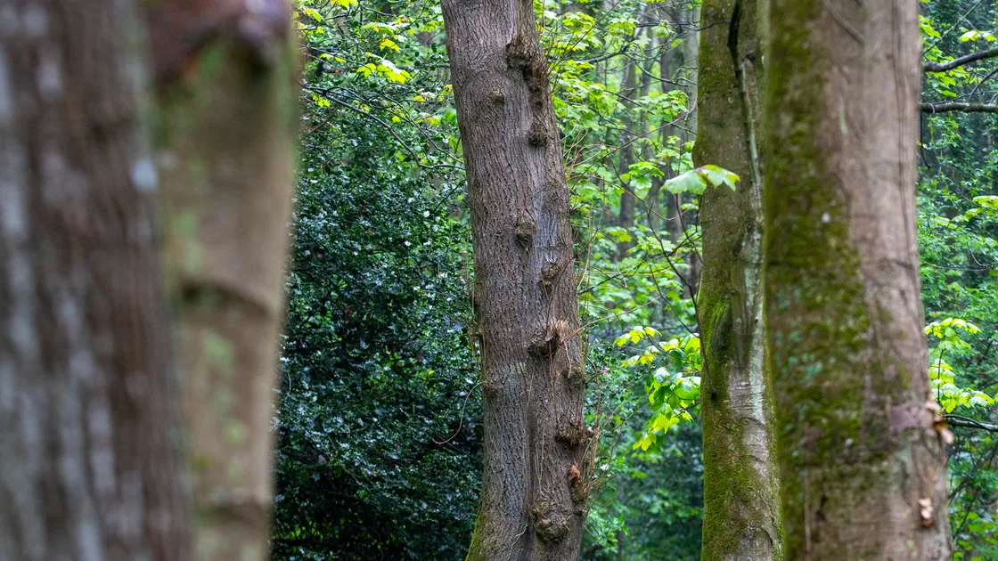 Ash tree in Bluebell Woods. The disease ash dieback was detected in older ash trees in 2018 and, following further investigations, it was found in seven locations across Guernsey and was therefore considered to be established. (Picture by Peter Frankland, 32053449)