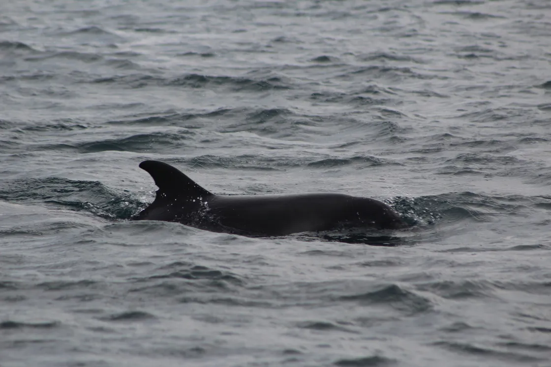 Trevor the dolphin has a distinct notch about two-thirds of the way down his fin, which has allowed the DolFin Project to ID match him for the last three years in Guernsey waters. (Picture by Richard Seager)