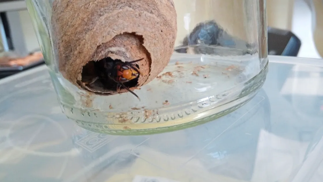 Recently caught Asian hornet queen with its newly constructed primary nest. (Picture supplied by Asian Hornet Strategy Project, Agriculture, Countryside and Land Management Services. (25567041)