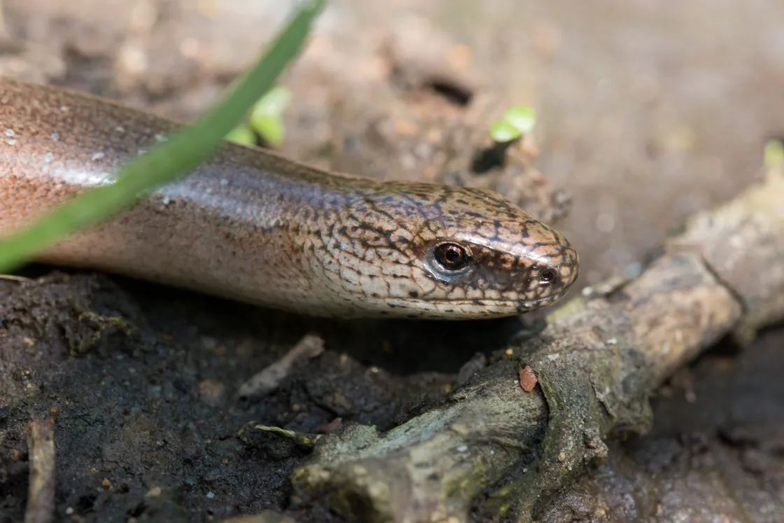 Slow worm