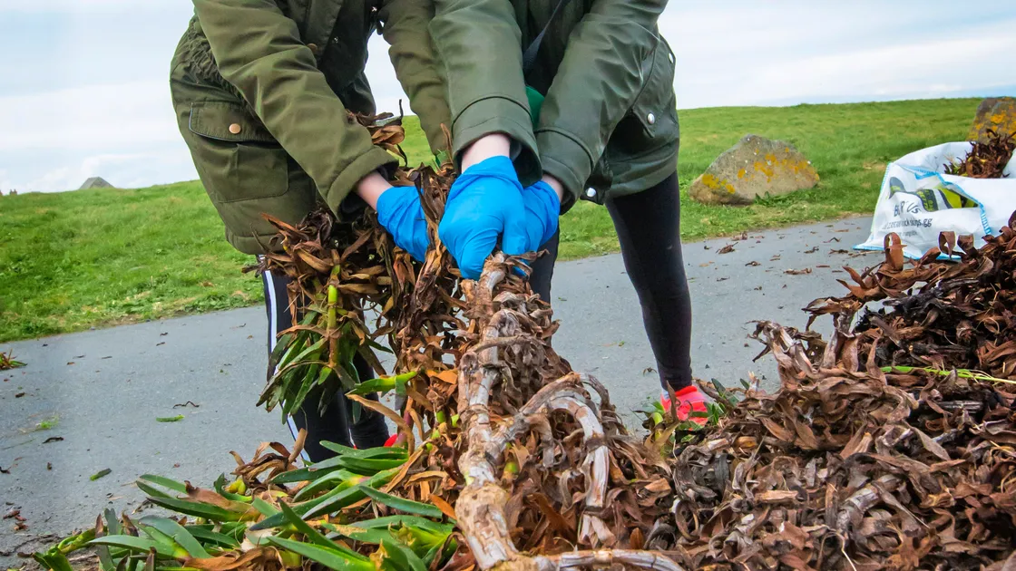 Vale Primary School pupils Aimee Lillie, left, and Charlotte Goddard, both 11, clearing the invasive sour fig, otherwise known as Hottentot fig, from Rousse yesterday when they went out of the classroom to learn about the environment at first hand, including picking up plastic. (Pictures by Steve Sarre, 20854678)