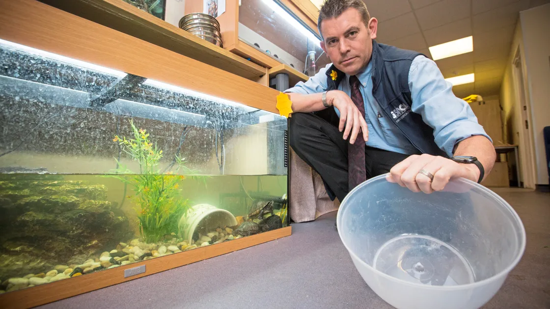 Steve Byrne at the GSPCA with the turtles which were abandonded outside the centre. (Picture by Peter Frankland, 24386892)