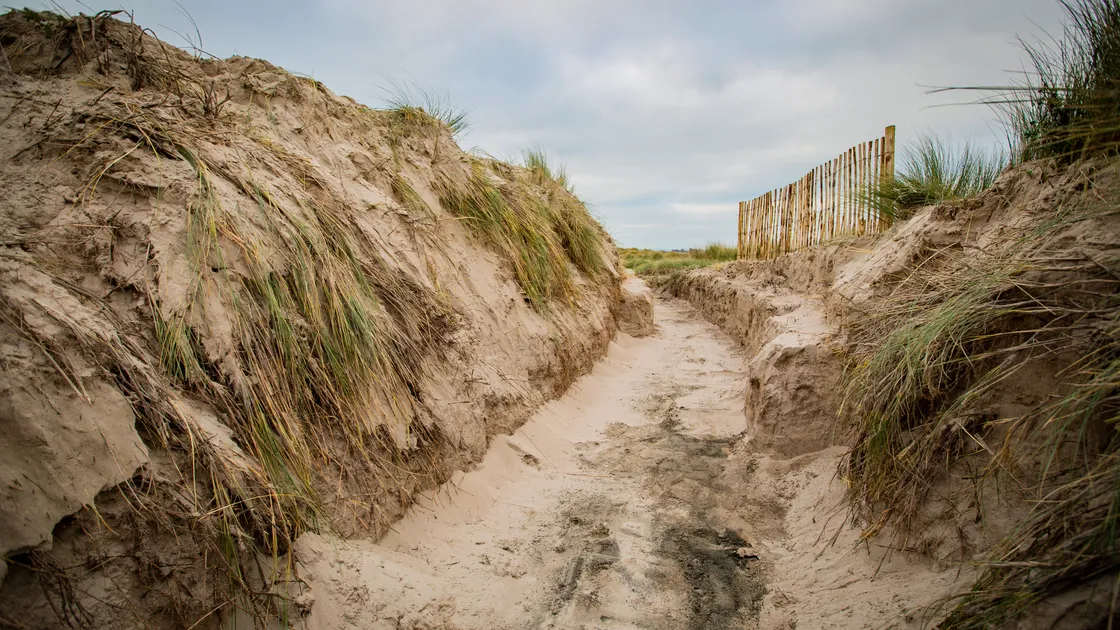 The sand dunes at Grandes Rocques will be reinforced with Christmas trees and fencing as Agriculture, Countryside and Land Management Services battles to keep the sea at bay.  (Picture by Sophie Rabey, 31720190)