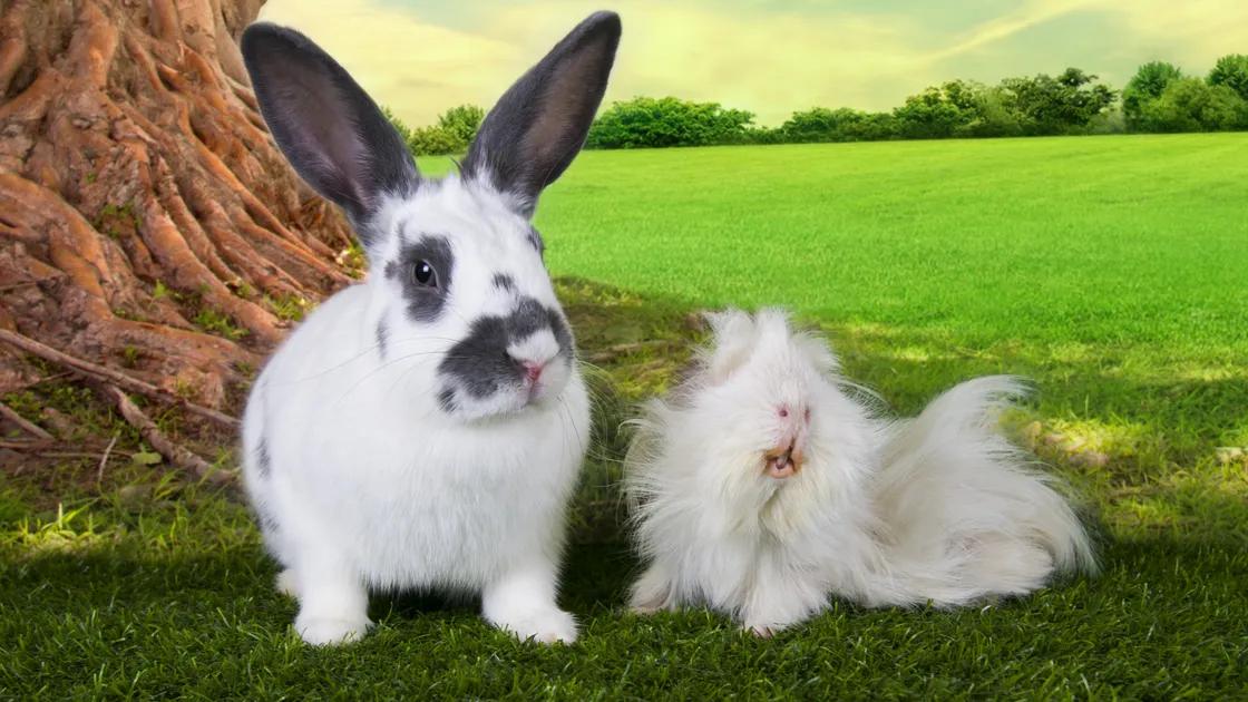 Rabbits and guinea pigs should  be kept in the shade