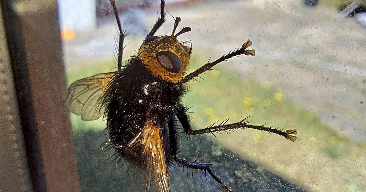 Huge yellow-headed fly comes under scrutiny
