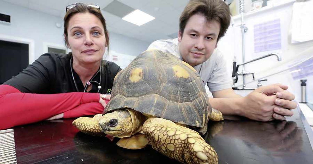 Durrell tortoise here for CT scan