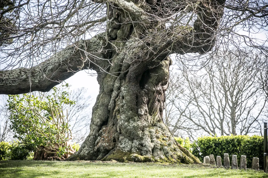 Gnarled but beautiful old oak on the grass verge outside the leisure centre