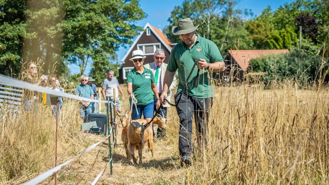 Three Royal Golden Guernsey Goats have joined La Societe’s Conservation Herd, marking the first time goats have been added to the line-up alongside the existing Guernsey steers. Will Harford-Fox is the Herd Manager leading the goats into the field.			 (Pictures by Peter Frankland, 34878023)