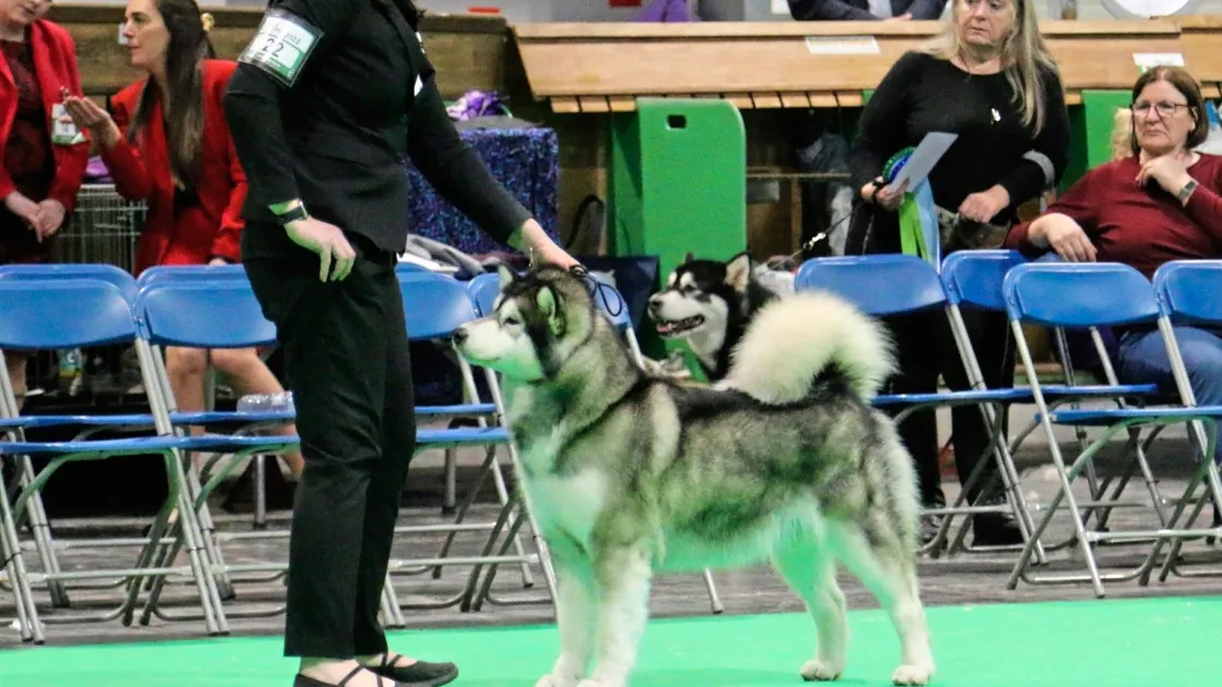 Nikki Brouard and Cocunut at Crufts 2022. (30628091)