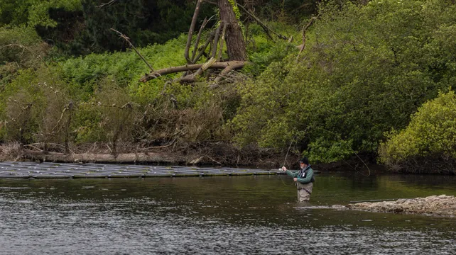 Glyphosate levels in local streams halve a year after ban