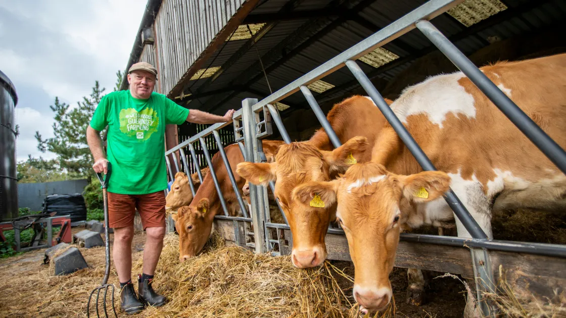 Jim Naftel, pictured with his dairy cows at Les Fauconnaires, said he would have struggled without the funding from Environment & Infrastructure. (Picture by Luke Le Prevost, 31315994)