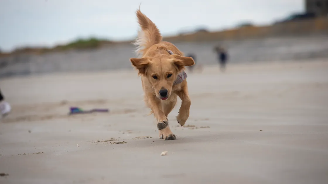 The States estimate the number of dogs on the island to be somewhere between 6,000 and 10,000