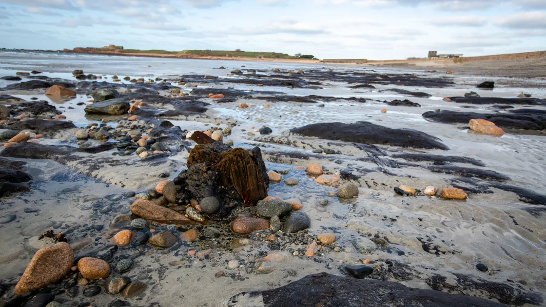 It is believed that in 709 ad the same tidal wave that separated Mont Saint Michel from France brought down the forest, leaving it to be buried in the sand. (Picture by Luke Le Prevost, 31756593)