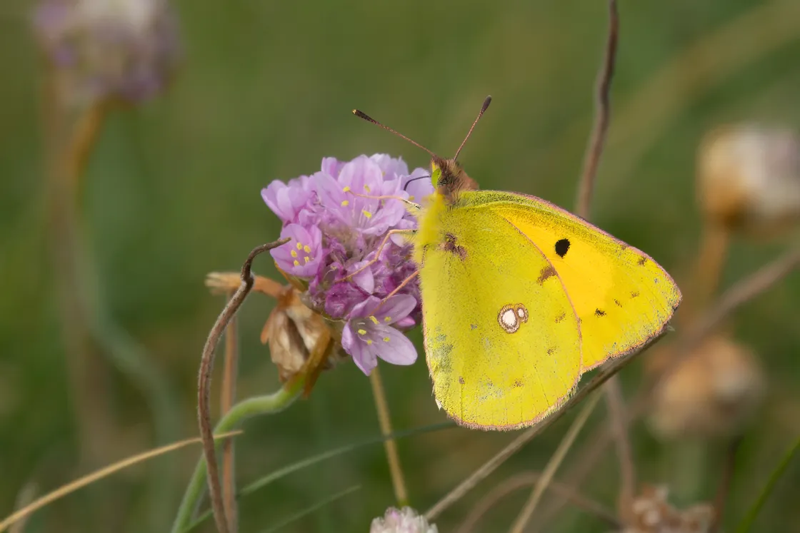 Clouded yellow butterfly