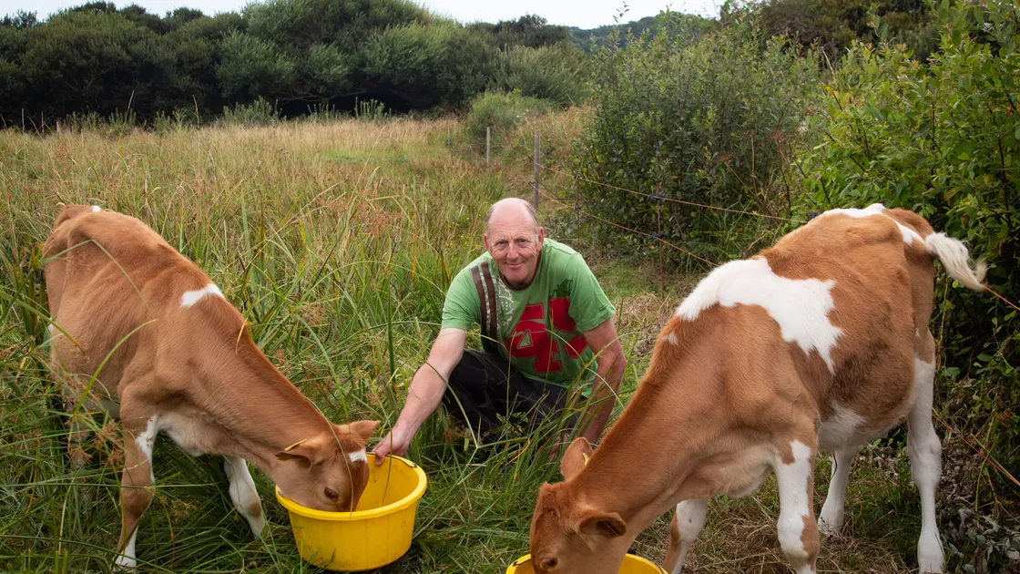 Two of Dave Bartram’s calves are being integrated into La Societe’s Conservation Herd. (Picture by Erin Vaudin, 33467358)