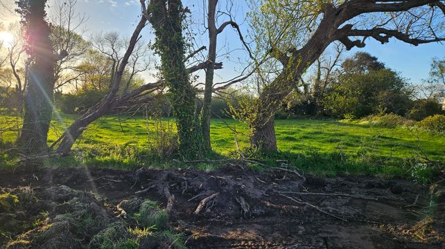 Landowner will appeal tree protection order served by DPA