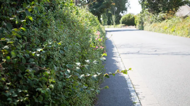 Vale parish prepared to step in if E&I fails to maintain roadsides