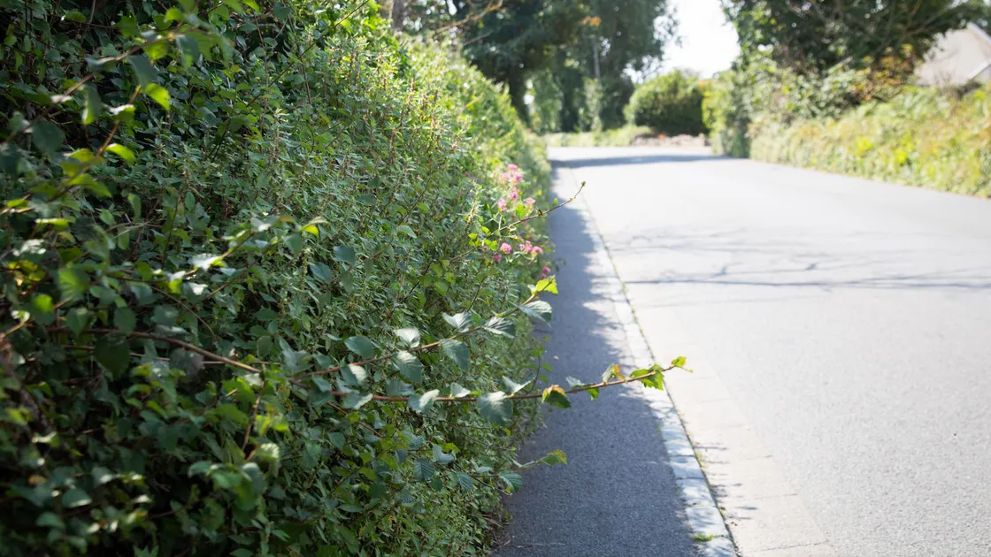 VALE parish officials will look to address the state of overgrown and untidy roadside verges and weeds on pavements if the Environment & Infrastructure Committee cannot find the money to do it. 