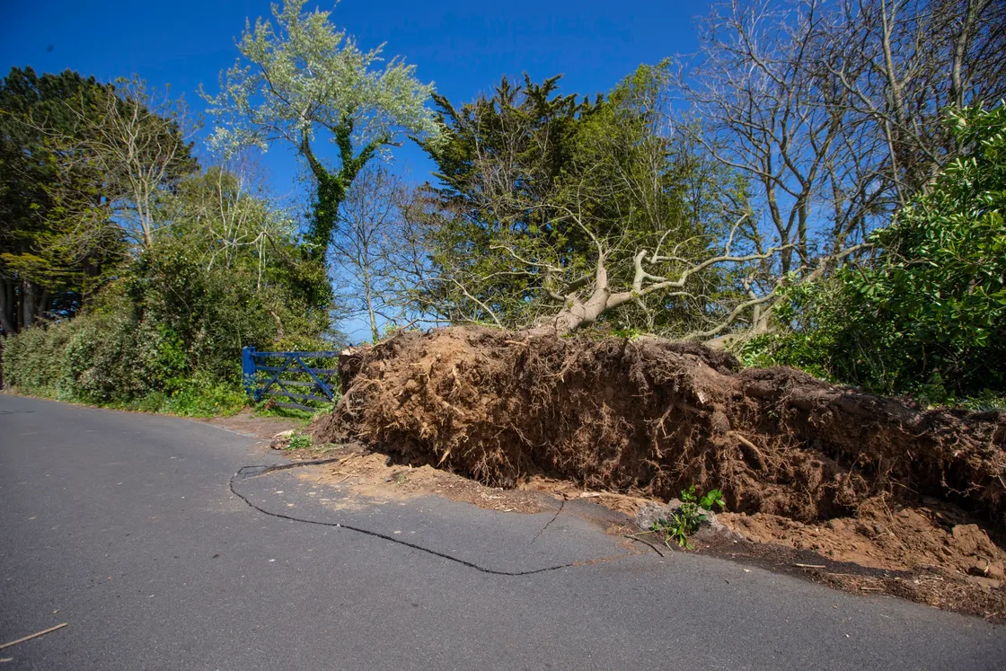 Two trees have been blown over at a property in Rue du Hamel, Castel. (Picture by Peter Frankland, 29509347)