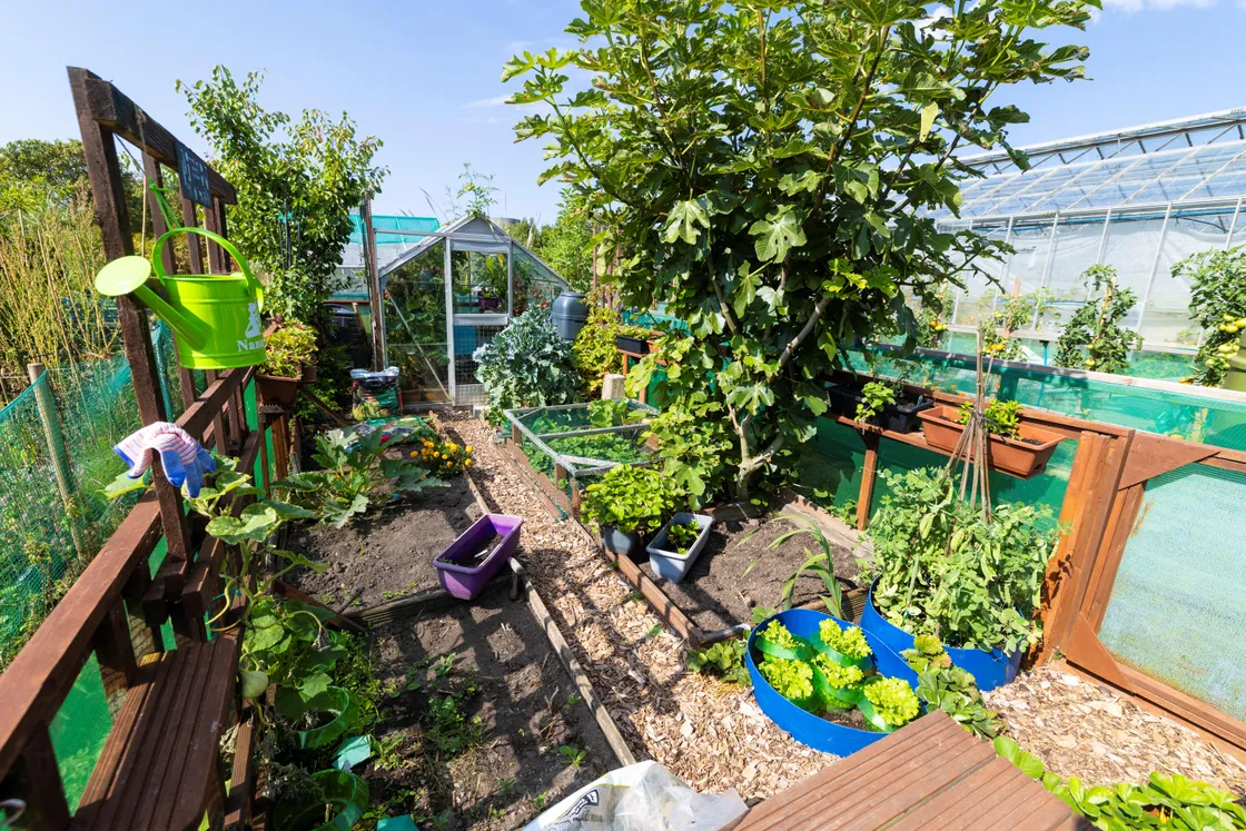In between plots of wilting greens, at the Vale parish’s allotments there are several patches of early growing pumpkins, some spotty, discoloured tomatoes, and an array of other ‘weirdly’ shrunken, misshapen vegetables. 