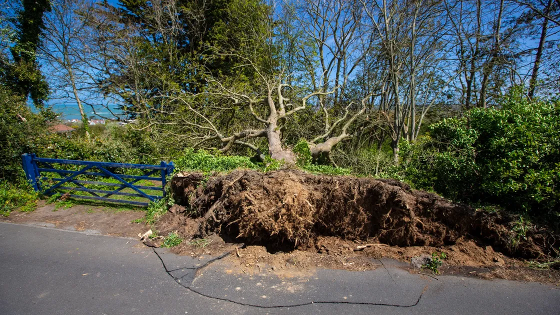 Two trees have been blown over at a property in Rue du Hamel, Castel. (Picture by Peter Frankland, 29509298)