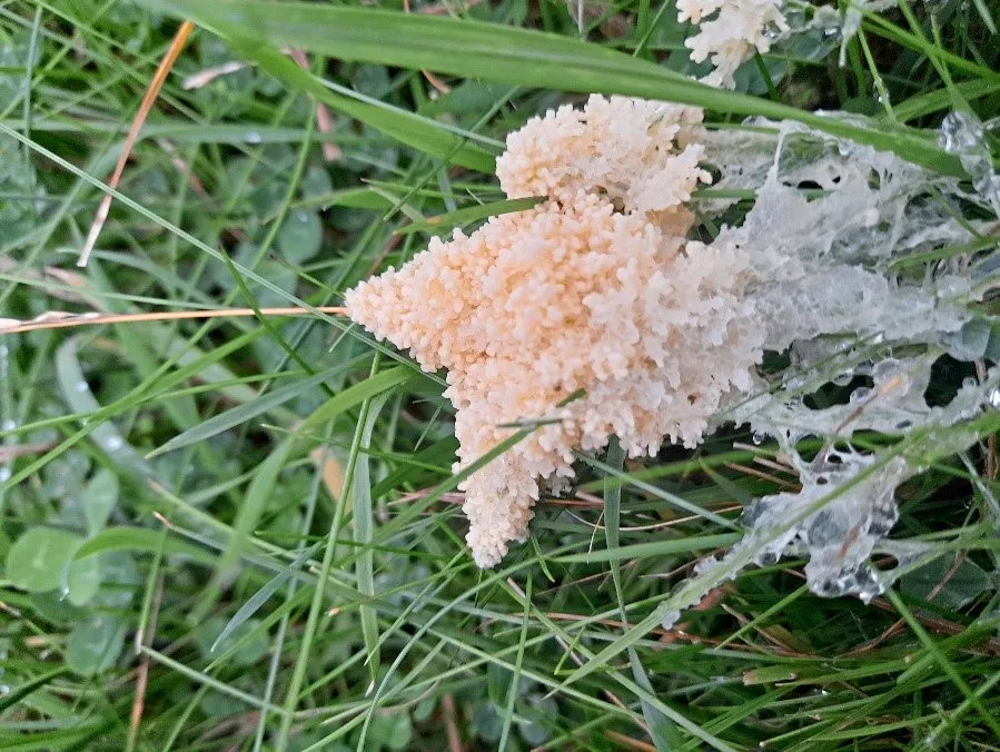 Didymium spongiosum: a slime mould that grows on grass. Also known as dog sick slime mould