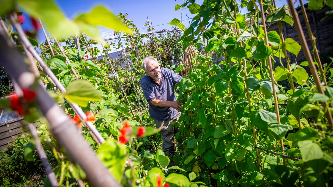 South Show president Mike Weysom is putting 42 entries into the show, despite having to use a walking frame to get around his garden and enlist help from a neighbour as he is waiting for a hip replacement operation.  (Picture by Sophie Rabey, 32410117)