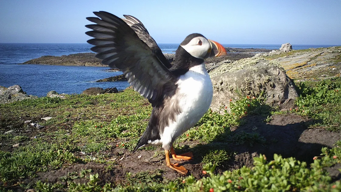 Bailiwick puffin population is stable