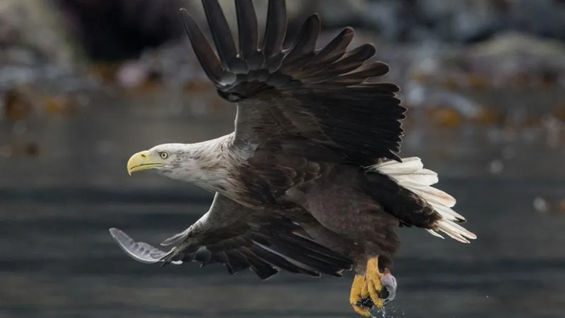 White tailed eagle (28337812)