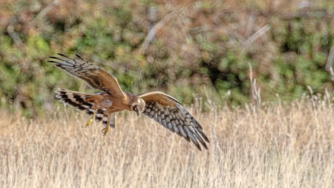 The second brown juvenile Pallid Harrier seen in Guernsey, independently reported this year by Dave Carre and Jamie Hooper. Image taken by Rod Ferbrache.  (28693256)