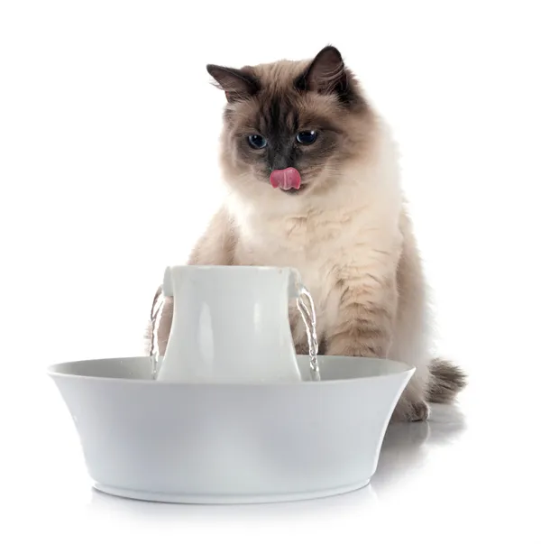 make sure cats have water available