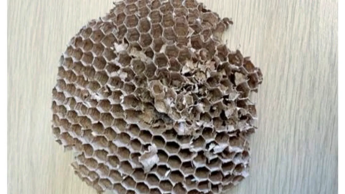 An Asian Hornet nest was found in tree in a garden on Rue du Closel, Vale last week. A section of nest comb was found beneath the nest. The Guernsey Asian Hornet Team assumed it was damaged last week during the storm. The nest was removed on Friday. (Submitted photo)