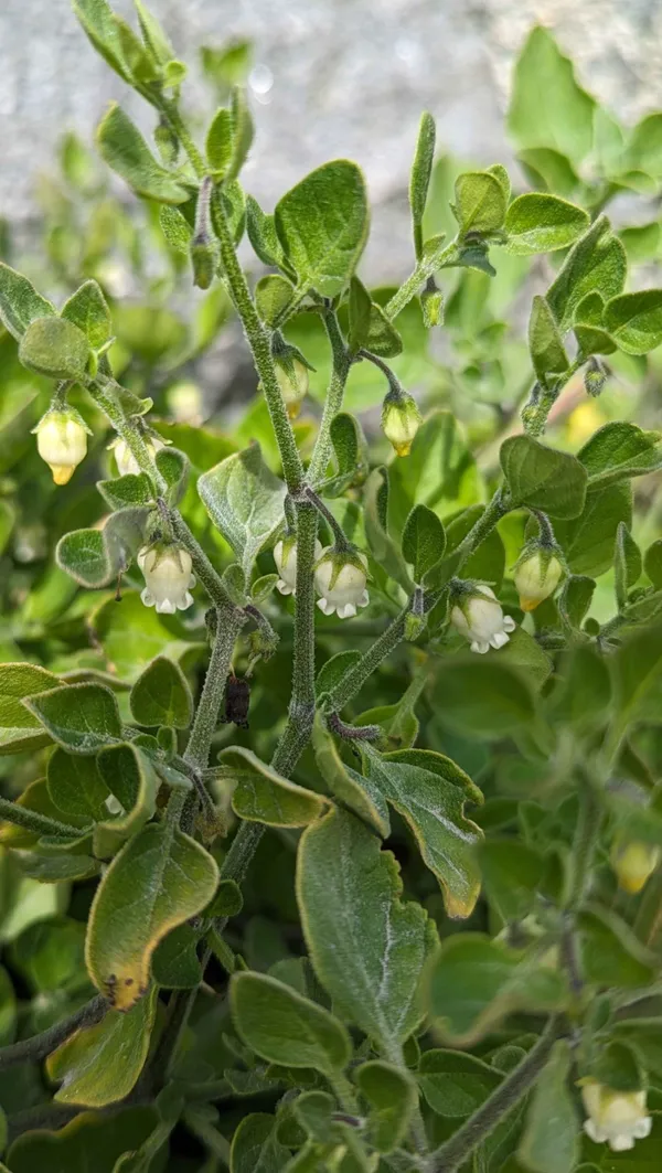 Cock’s-eggs. First recorded in Guernsey in 1946, this plant has now escaped gardens and can be seen growing on our west coast. It’s especially abundant around Port Grat and Le Picquerel