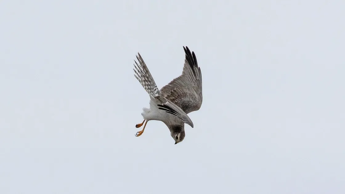 Last year's grey male adult Pallid Harrier recorded for the first time in Guernsey by Rod Ferbrache. Image taken by Rod Ferbrache.  (28693250)