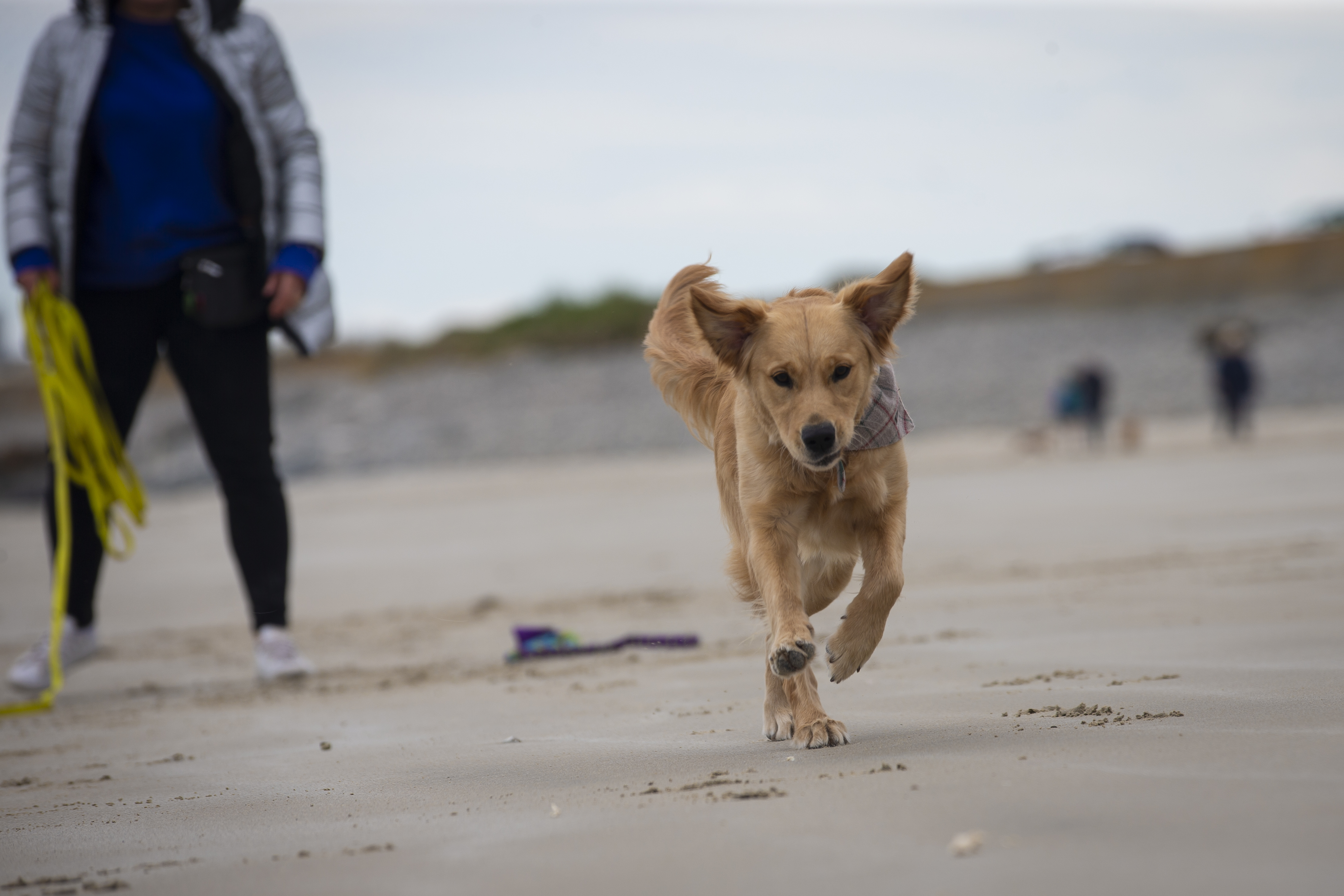 Deputy wants to see licensing for dog walkers scrapped already